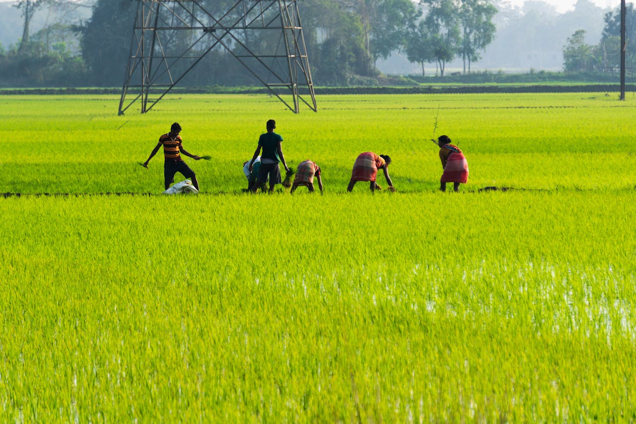 A group of farmers tending to paddy fields under a bright sky, showcasing rural life.