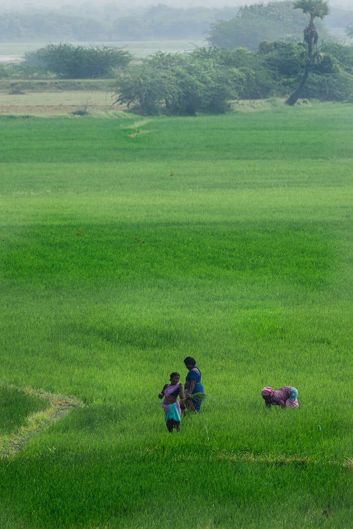 services-04 Drone shot of people working in vibrant green rice fields in a rural setting.