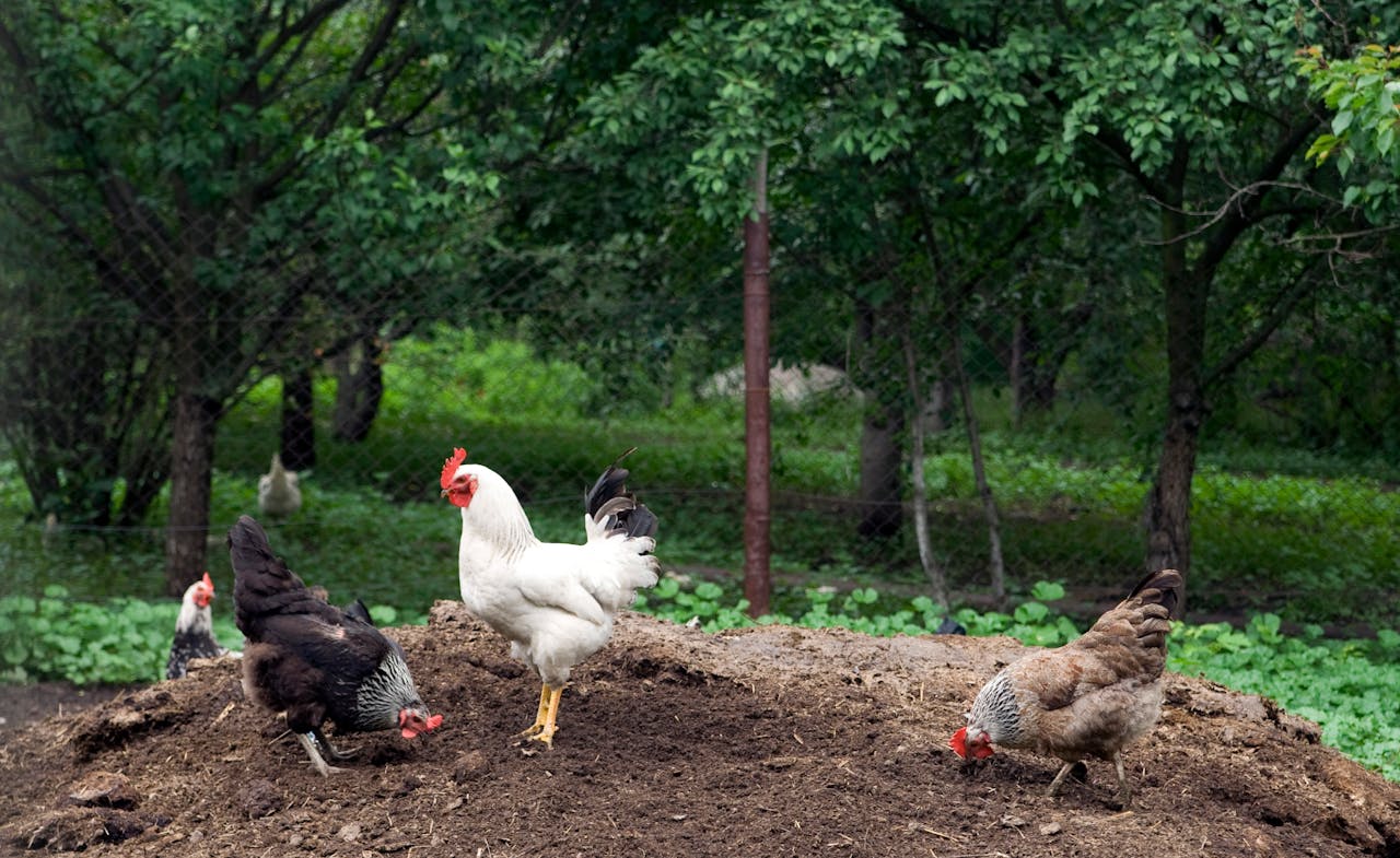 Group of chickens grazing outdoors in a green farm environment with trees.