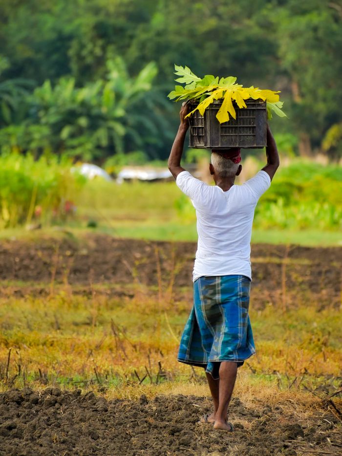 services-02 A farmer in traditional attire carries crops in a lush green field, symbolizing rural life.