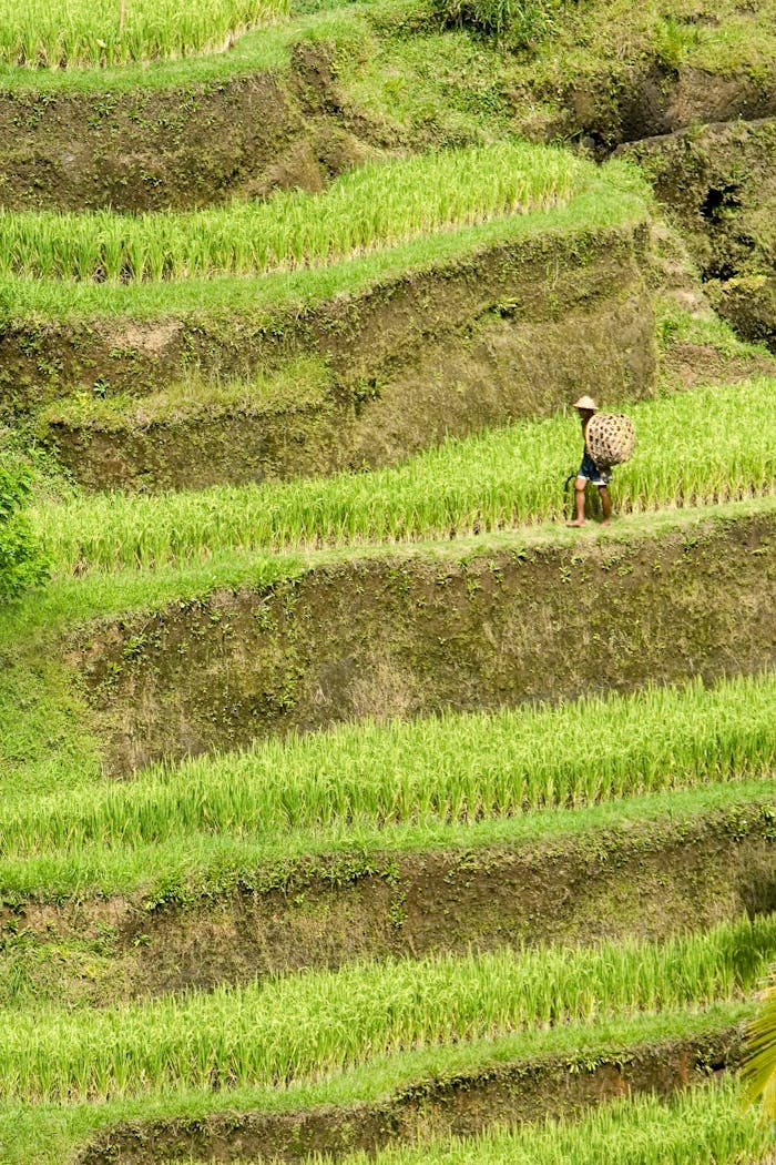services-01 A farmer with a basket in lush green rice terraces, exemplifying rural life.