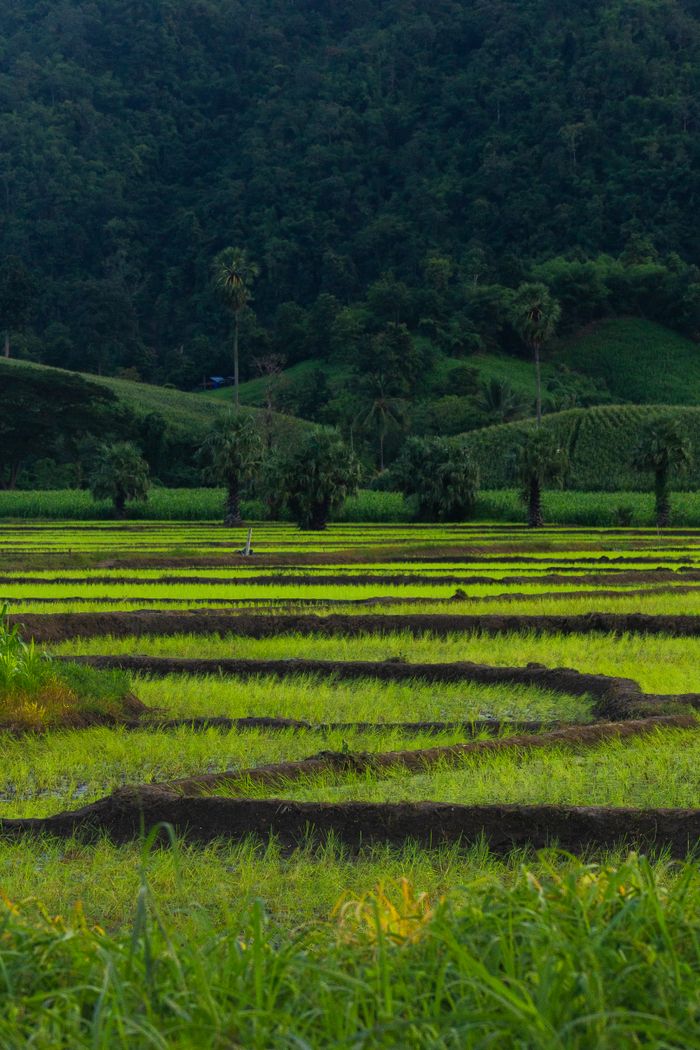Lush green rice paddies amidst a dense forest landscape, captured during the day.