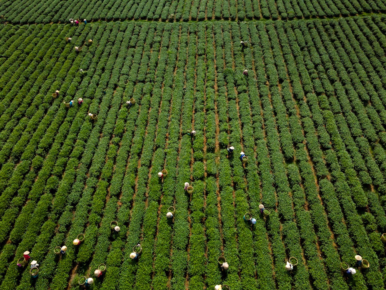 Aerial view of workers harvesting crops in a lush green field, showing rural agricultural activity.